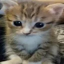 noxuu2