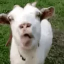 aiwacocomochakimmy