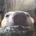 po1arbearz