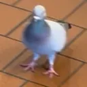 pidgendev