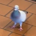pidgendev