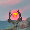 avatar FractalComputer