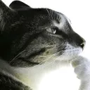 mightylion14 avatar