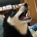 fallennoob