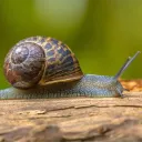 snailsome_original