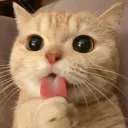 raccoon_oss