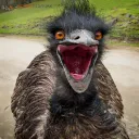 dermitkess