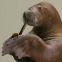 icepickedwalrus