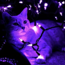 avatar !𝑬𝒍𝒍𝒊𝒆¡