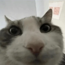 avatar Lachbrötchen