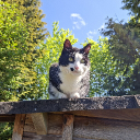 nomgl avatar