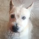 bdavidv