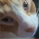 bom_diabell