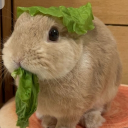 avatar Bunnybun