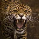 nicenickbri6686 avatar