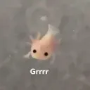 myl_dh
