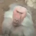labertozs
