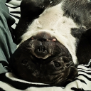 avatar [52]ДерзкийRAF