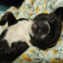 avatar [52]ДерзкийRAF