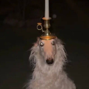 🗴 The Five-Foot Freak 🗴