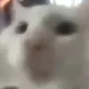 a discord avatar