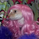 damperduck