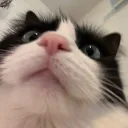 feralkarl