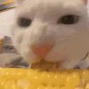 https://cdn.discordapp.com/avatars/751036839082852432/ec0adb73c1d274f5d83d16ccc5f2f3f9.jpg?size=128