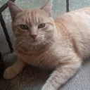 feli_2142