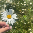 avatar bloom (minoes)