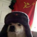 dogoctm