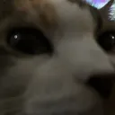 squirmajay