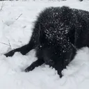 !     Klaus