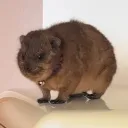 meevio