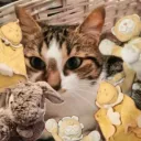 imacatfr