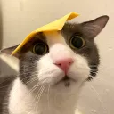 goose_dsc