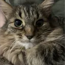 poopfartdoodoofard85 avatar