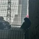 potaatopataata