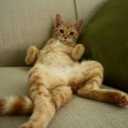 fox.yy#4711's avatar