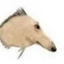 axoha