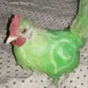lil_chief_1