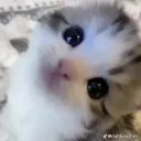 milkykins.