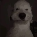 mocart.a