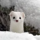 whitestoat. avatar