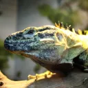 huntinglizard