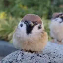 chuckthethunder