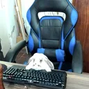 gamerpro_patitasarmy