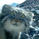 avatar spec