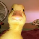 el_pato_drogo