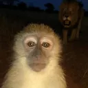 wthqaqsalbaje